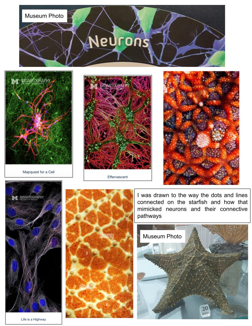 Moodboard containing images of neurons and starfish